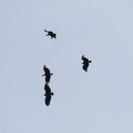 Más de 50 aves avistadas en una expedición ornitológica por Ares